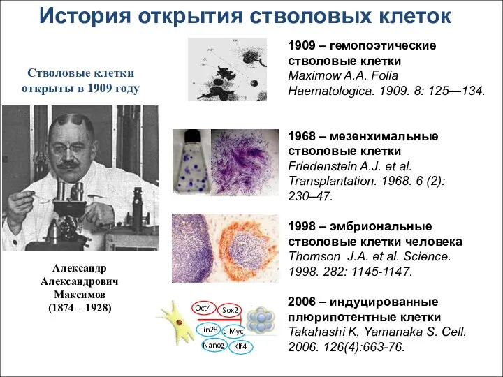 История открытия стволовых клеток 1909 – гемопоэтические стволовые клетки Maximow A.A.