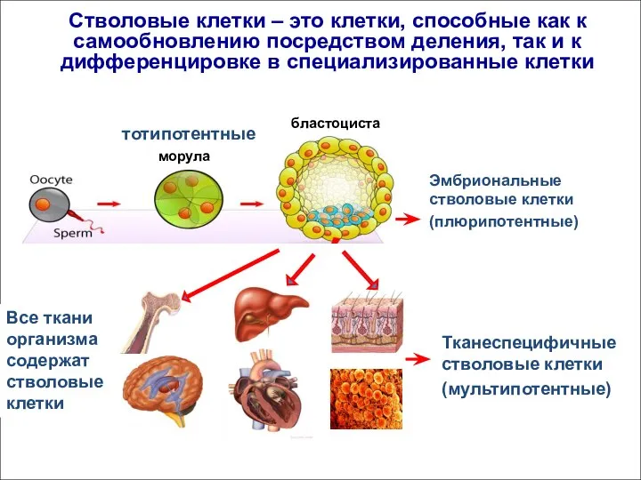 Все ткани организма содержат стволовые клетки Эмбриональные стволовые клетки (плюрипотентные) Тканеспецифичные