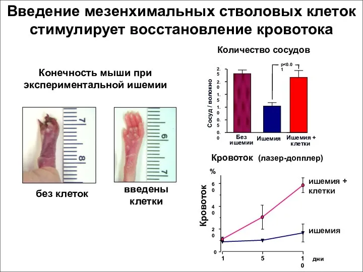 Введение мезенхимальных стволовых клеток стимулирует восстановление кровотока без клеток введены клетки