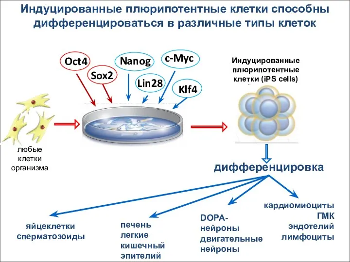 дифференцировка Индуцированные плюрипотентные клетки способны дифференцироваться в различные типы клеток кардиомиоциты