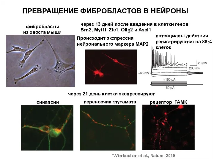 фибробласты из хвоста мыши потенциалы действия регистрируются на 85% клеток через