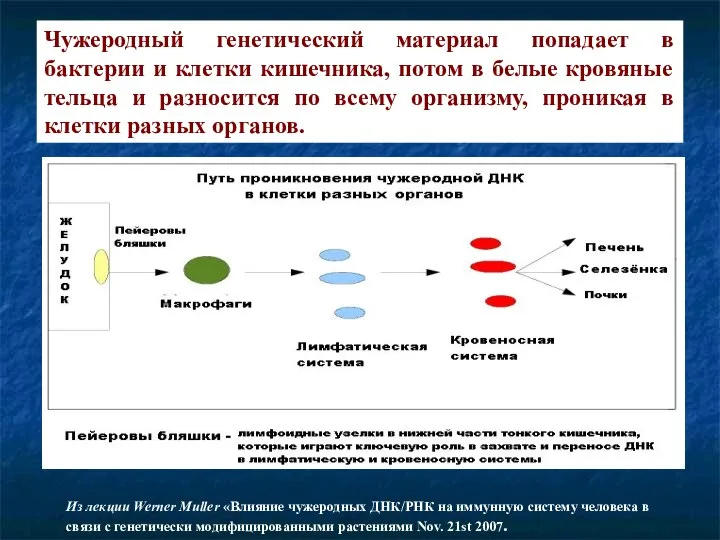 Чужеродный генетический материал попадает в бактерии и клетки кишечника, потом в