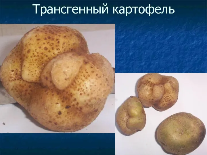 Трансгенный картофель