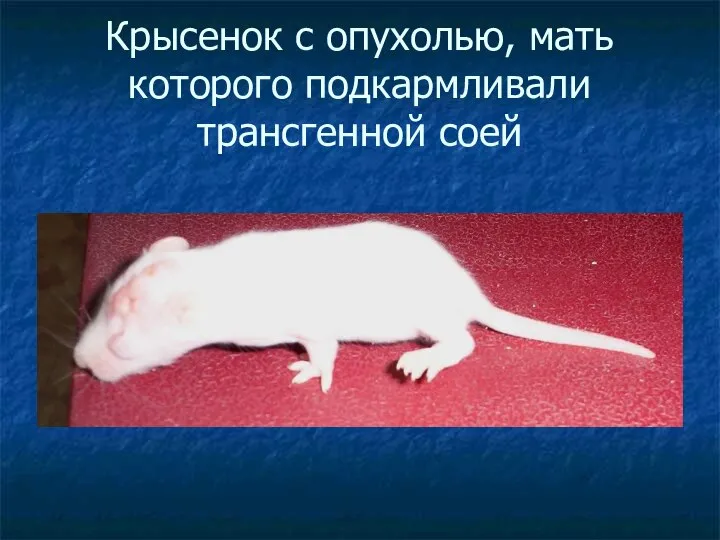 Крысенок с опухолью, мать которого подкармливали трансгенной соей