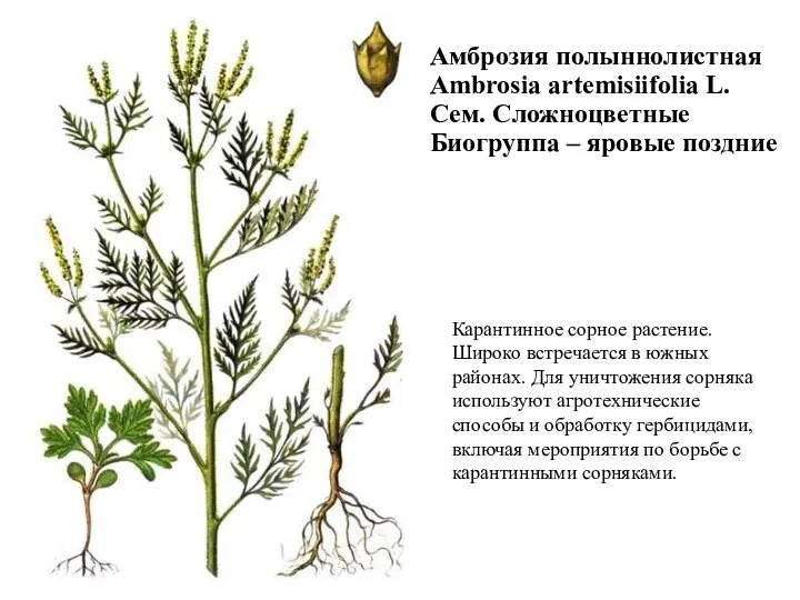 Карантинное сорное растение. Широко встречается в южных районах. Для уничтожения сорняка