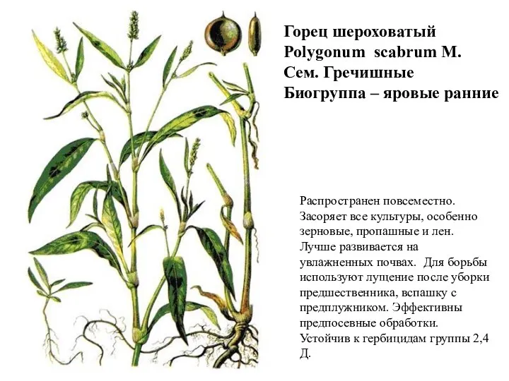 Горец шероховатый Polygonum scabrum M. Сем. Гречишные Биогруппа – яровые ранние