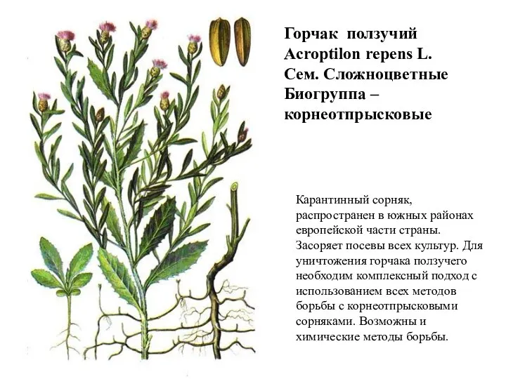 Горчак ползучий Acroptilon repens L. Сем. Сложноцветные Биогруппа – корнеотпрысковые Карантинный