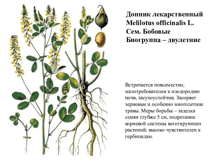 Донник лекарственный Melilotus officinalis L. Сем. Бобовые Биогруппа – двулетние Встречается