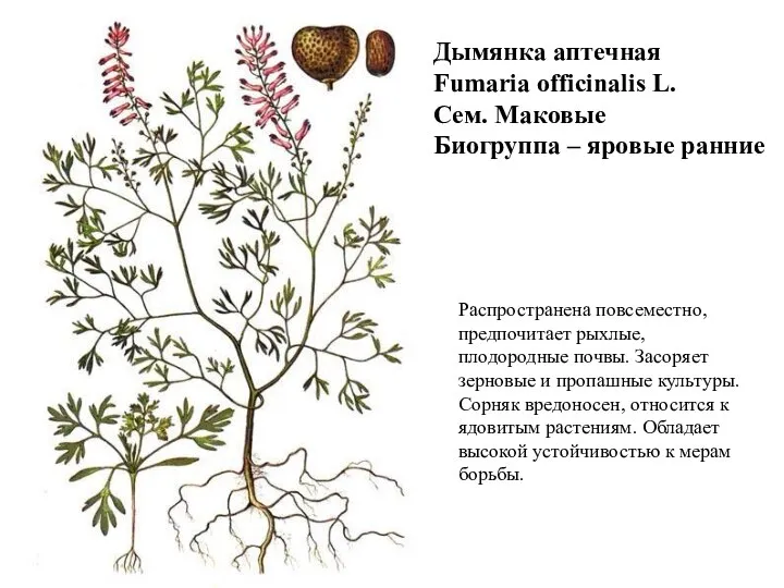 Дымянка аптечная Fumaria officinalis L. Сем. Маковые Биогруппа – яровые ранние