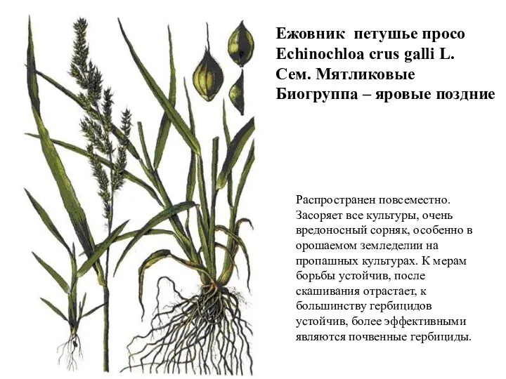 Ежовник петушье просо Echinochloa crus galli L. Сем. Мятликовые Биогруппа –