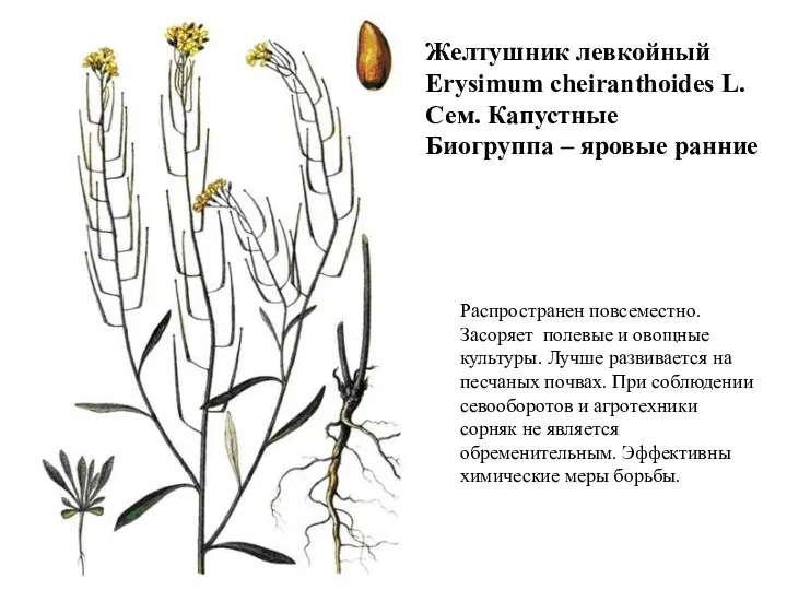 Желтушник левкойный Erysimum cheiranthoides L. Сем. Капустные Биогруппа – яровые ранние