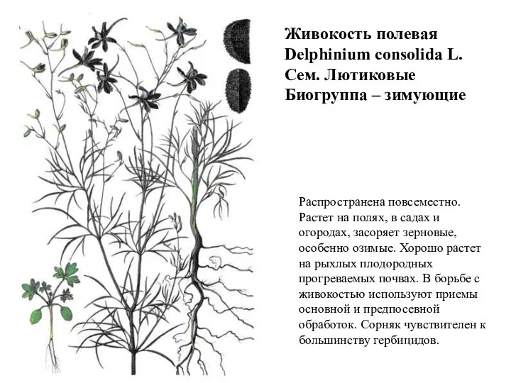 Живокость полевая Delphinium consolida L. Сем. Лютиковые Биогруппа – зимующие Распространена