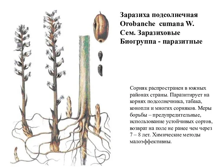 Заразиха подсолнечная Orobanche cumana W. Сем. Заразиховые Биогруппа - паразитные Сорняк