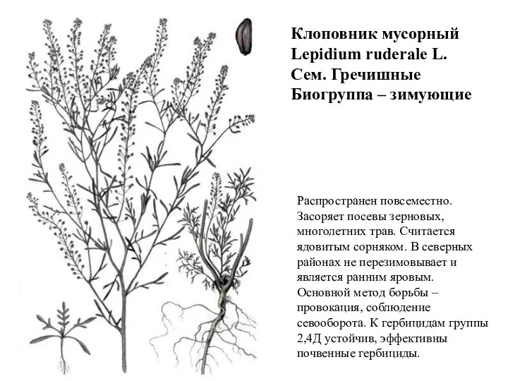 Клоповник мусорный Lepidium ruderale L. Сем. Гречишные Биогруппа – зимующие Распространен