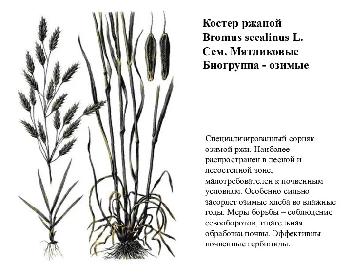 Костер ржаной Bromus secalinus L. Сем. Мятликовые Биогруппа - озимые Специализированный