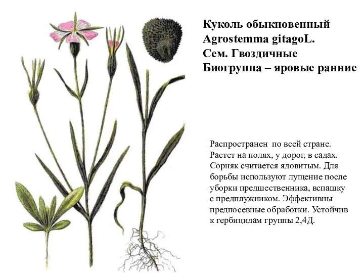 Куколь обыкновенный Agrostemma gitagoL. Сем. Гвоздичные Биогруппа – яровые ранние Распространен