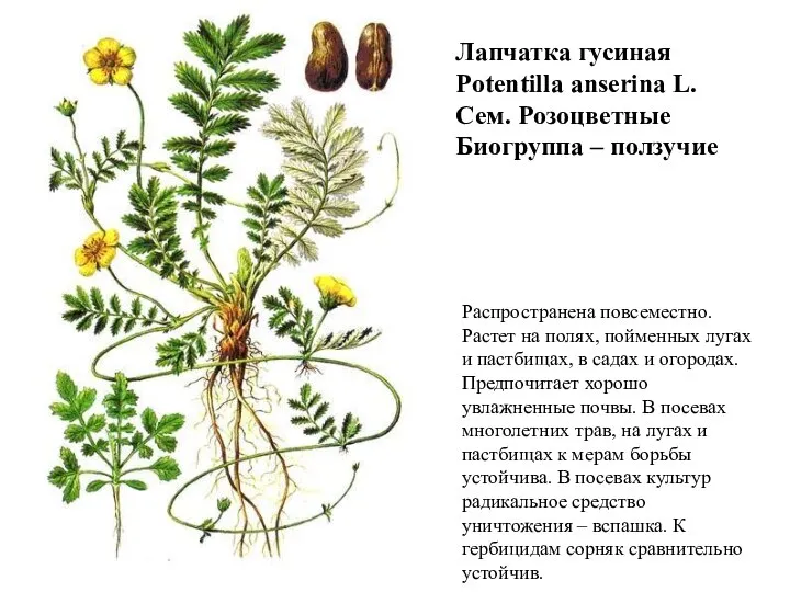 Лапчатка гусиная Potentilla anserina L. Сем. Розоцветные Биогруппа – ползучие Распространена