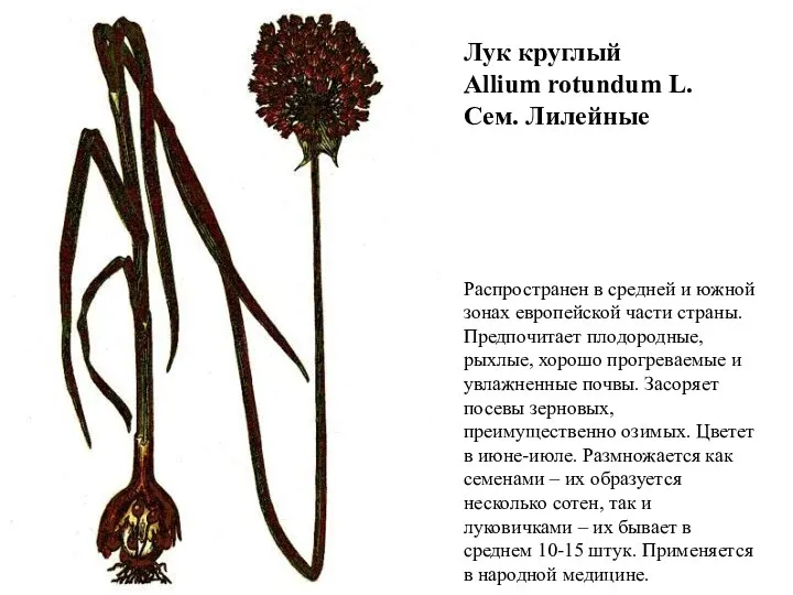 Лук круглый Allium rotundum L. Сем. Лилейные Распространен в средней и