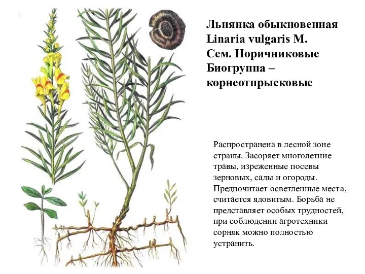 Льнянка обыкновенная Linaria vulgaris М. Сем. Норичниковые Биогруппа – корнеотпрысковые Распространена