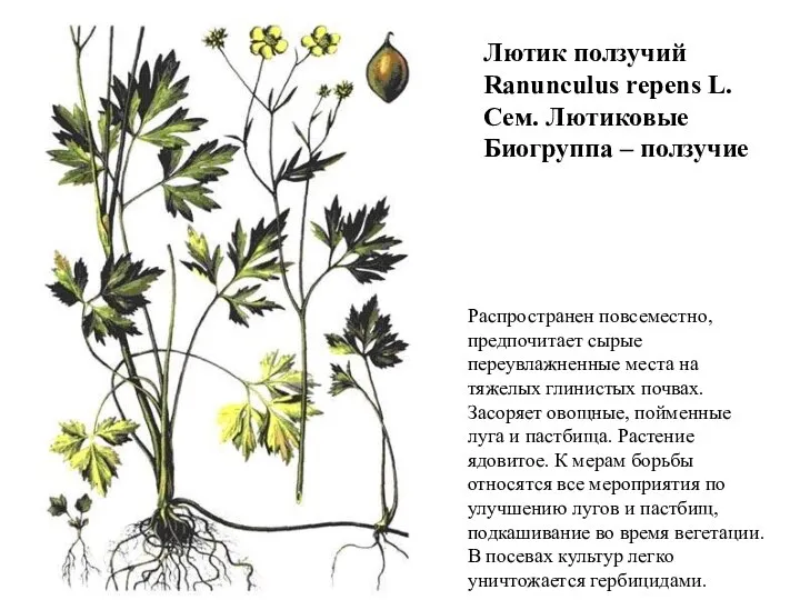 Лютик ползучий Ranunculus repens L. Сем. Лютиковые Биогруппа – ползучие Распространен