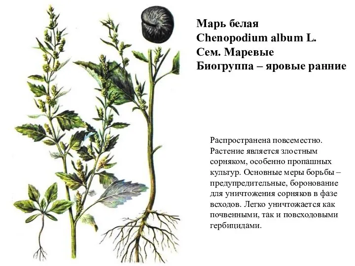 Марь белая Chenopodium album L. Сем. Маревые Биогруппа – яровые ранние