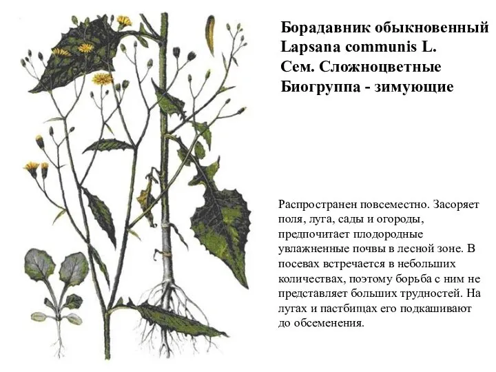 Распространен повсеместно. Засоряет поля, луга, сады и огороды, предпочитает плодородные увлажненные