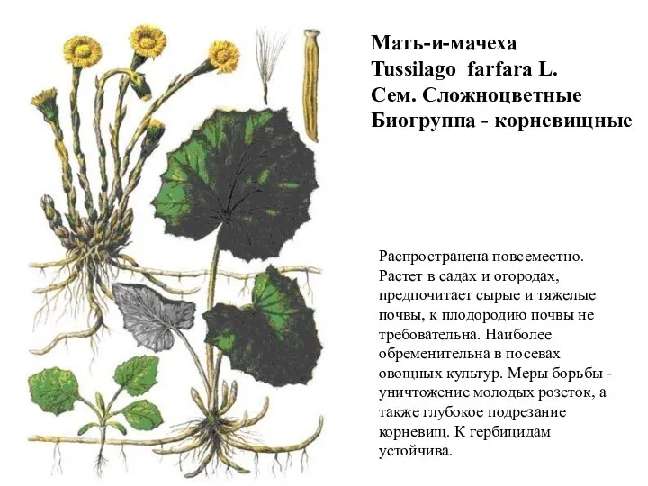 Мать-и-мачеха Tussilago farfara L. Сем. Сложноцветные Биогруппа - корневищные Распространена повсеместно.