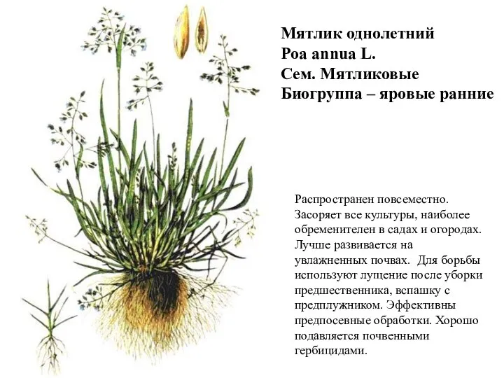 Мятлик однолетний Poa annua L. Сем. Мятликовые Биогруппа – яровые ранние