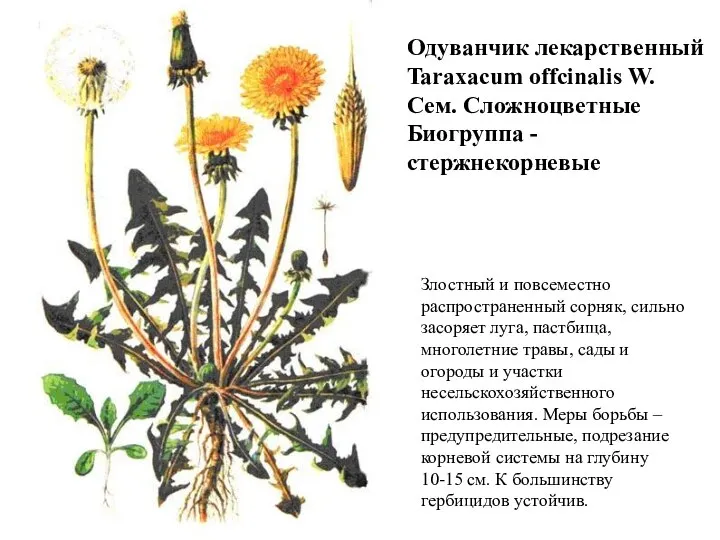 Одуванчик лекарственный Taraxacum offcinalis W. Сем. Сложноцветные Биогруппа - стержнекорневые Злостный