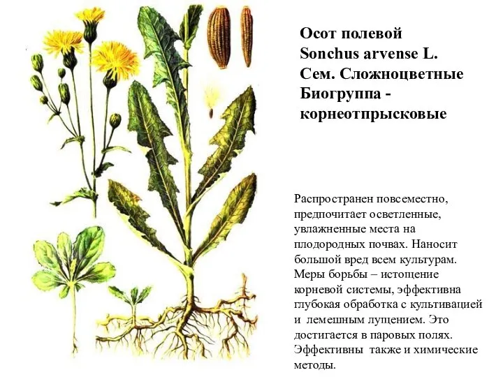 Осот полевой Sonchus arvense L. Сем. Сложноцветные Биогруппа - корнеотпрысковые Распространен