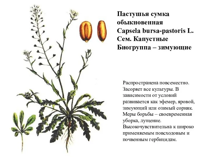 Пастушья сумка обыкновенная Capsela bursa-pastoris L. Сем. Капустные Биогруппа – зимующие