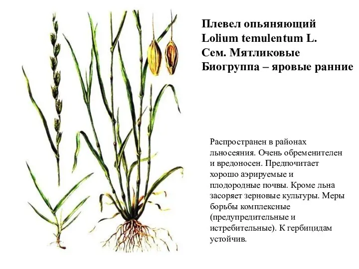 Плевел опьяняющий Lolium temulentum L. Сем. Мятликовые Биогруппа – яровые ранние