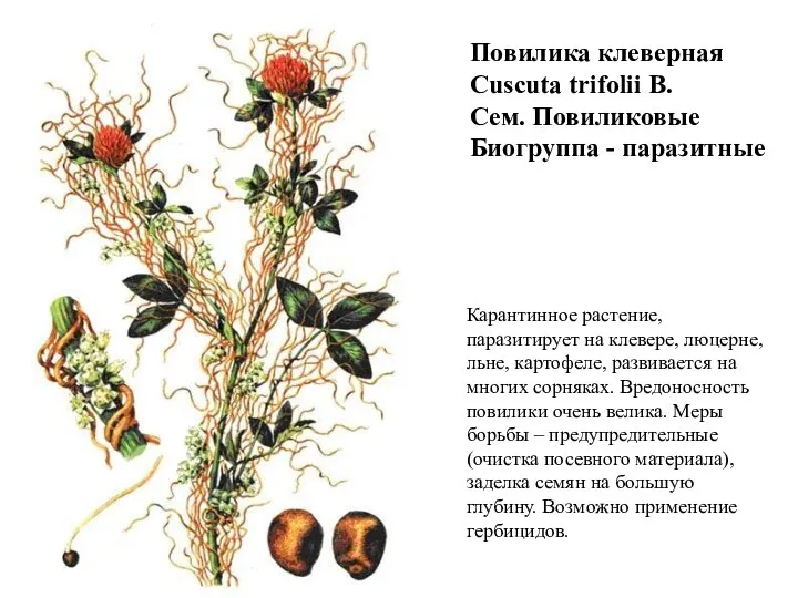 Повилика клеверная Cuscuta trifolii B. Сем. Повиликовые Биогруппа - паразитные Карантинное