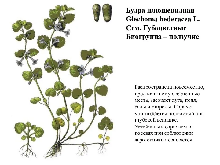 Будра плющевидная Glechoma hederacea L. Сем. Губоцветные Биогруппа – ползучие Распространена