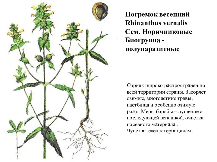 Погремок весенний Rhinanthus vernalis Сем. Норичниковые Биогруппа - полупаразитные Сорняк широко