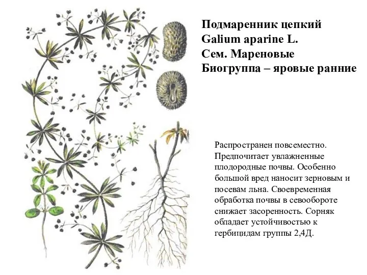 Подмаренник цепкий Galium aparine L. Сем. Мареновые Биогруппа – яровые ранние