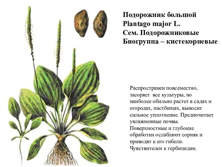 Подорожник большой Plantago major L. Сем. Подорожниковые Биогруппа – кистекорневые Распространен