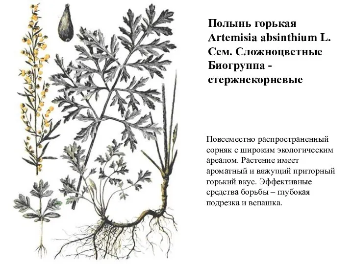 Полынь горькая Artemisia absinthium L. Сем. Сложноцветные Биогруппа - стержнекорневые Повсеместно