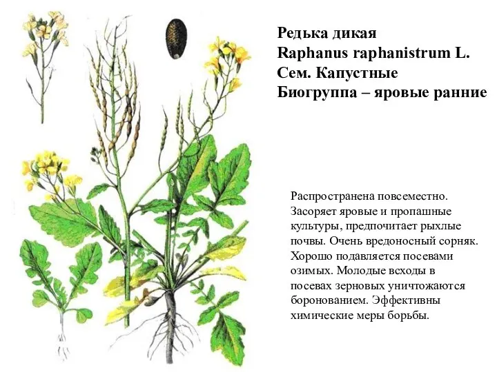 Редька дикая Raphanus raphanistrum L. Сем. Капустные Биогруппа – яровые ранние