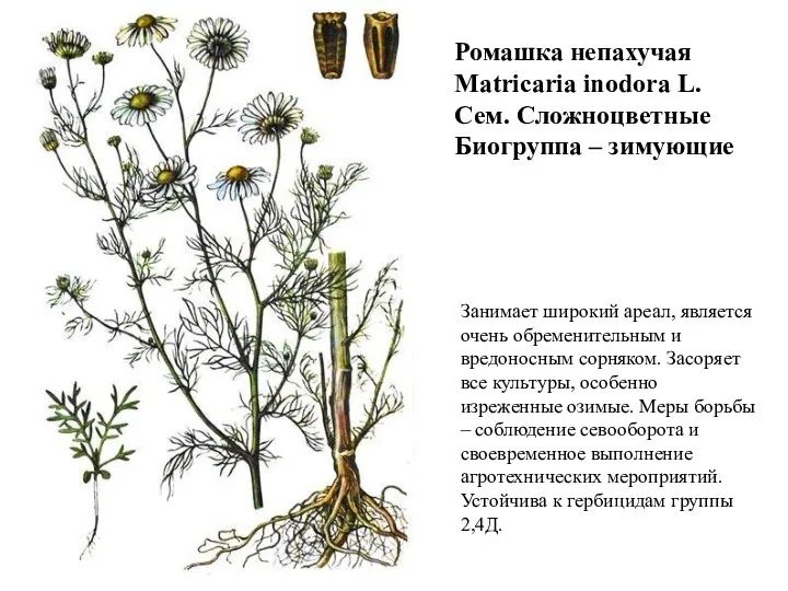 Ромашка непахучая Matricaria inodora L. Сем. Сложноцветные Биогруппа – зимующие Занимает