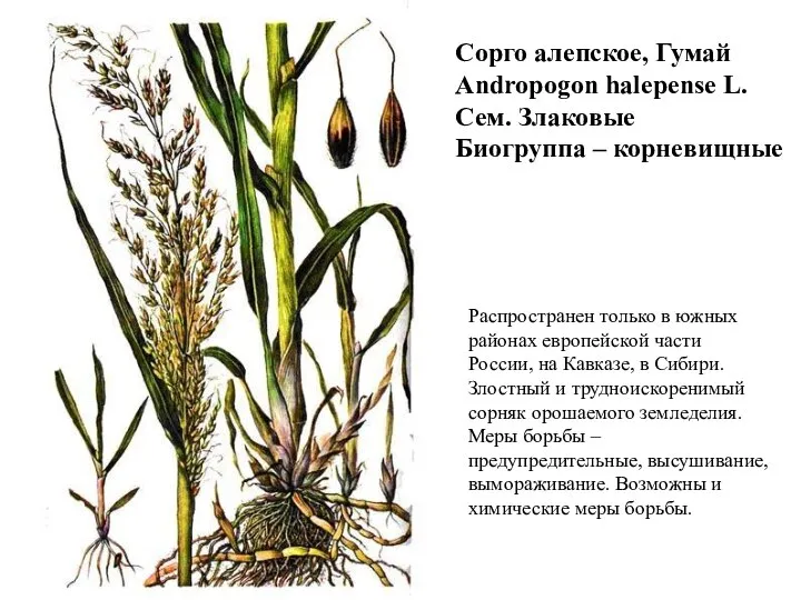 Сорго алепское, Гумай Andropogon halepense L. Сем. Злаковые Биогруппа – корневищные