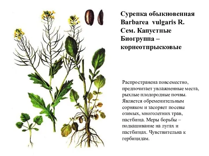 Сурепка обыкновенная Barbarea vulgaris R. Сем. Капустные Биогруппа – корнеотпрысковые Распространена