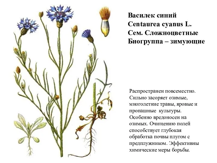 Василек синий Centaurea cyanus L. Сем. Сложноцветные Биогруппа – зимующие Распространен