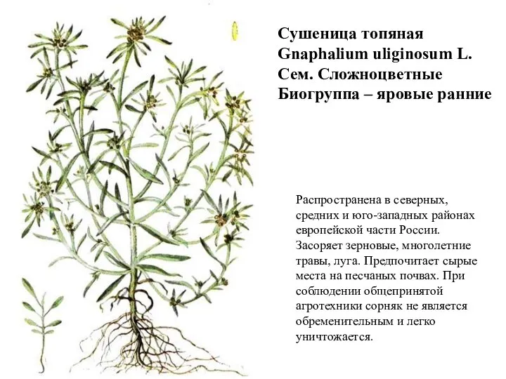 Сушеница топяная Gnaphalium uliginosum L. Сем. Сложноцветные Биогруппа – яровые ранние