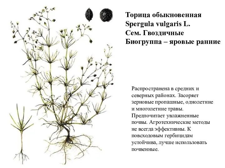 Торица обыкновенная Spergula vulgaris L. Сем. Гвоздичные Биогруппа – яровые ранние