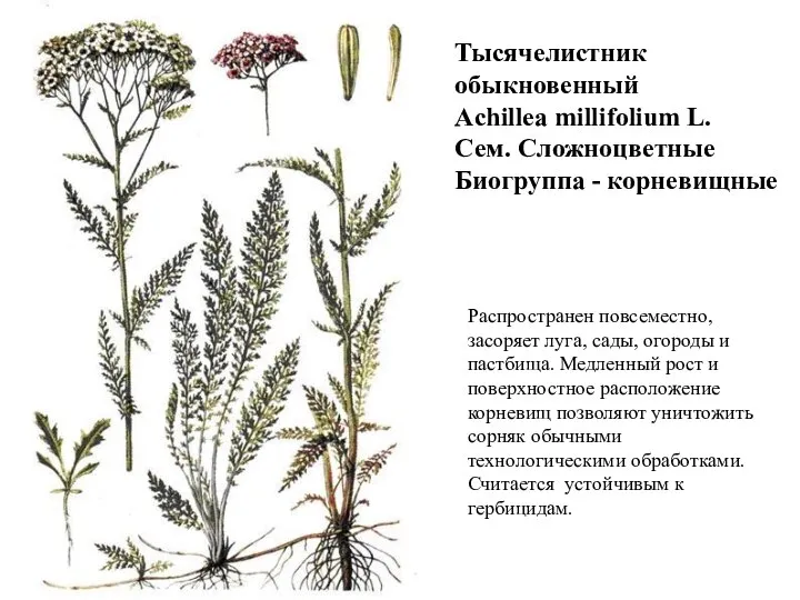 Тысячелистник обыкновенный Achillea millifolium L. Сем. Сложноцветные Биогруппа - корневищные Распространен