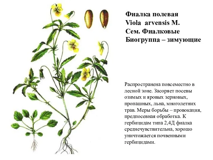 Фиалка полевая Viola arvensis M. Сем. Фиалковые Биогруппа – зимующие Распространена