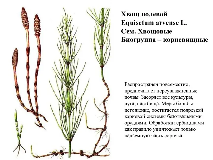 Хвощ полевой Equisetum arvense L. Сем. Хвощовые Биогруппа – корневищные Распространен