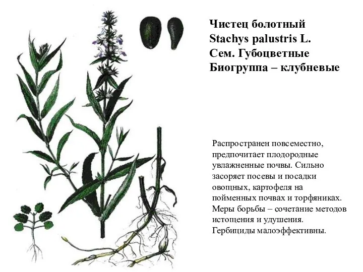 Чистец болотный Stachys palustris L. Сем. Губоцветные Биогруппа – клубневые Распространен