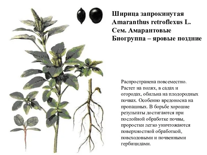 Ширица запрокинутая Amaranthus retroflexus L. Сем. Амарантовые Биогруппа – яровые поздние